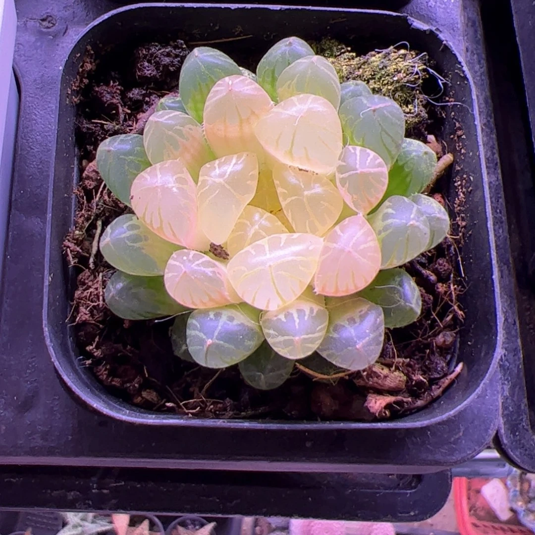 会****龙玉露。