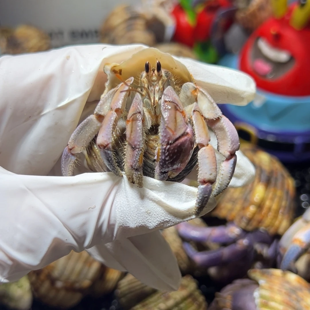 异色粉橘口径2.5口