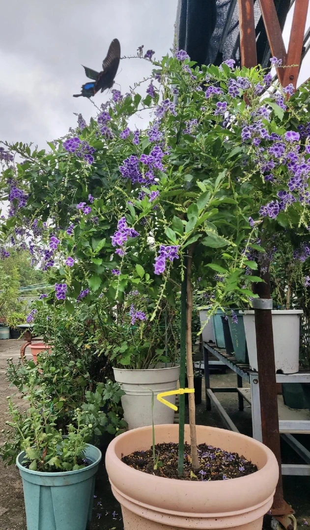 鲜花蝴蝶花金露（紫色），办公室盆栽，巧克力花香，易养护垂吊花卉