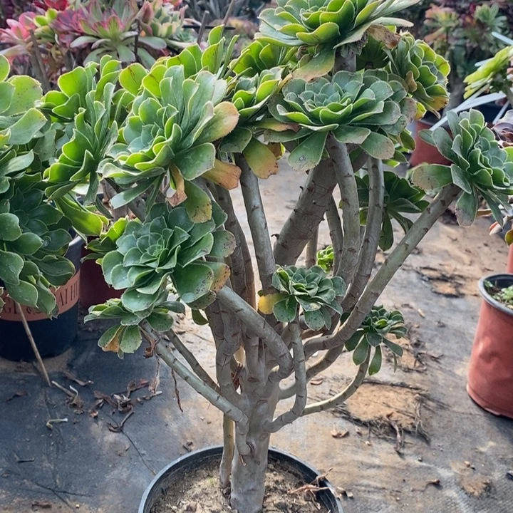 原始绿多肉植物57。
