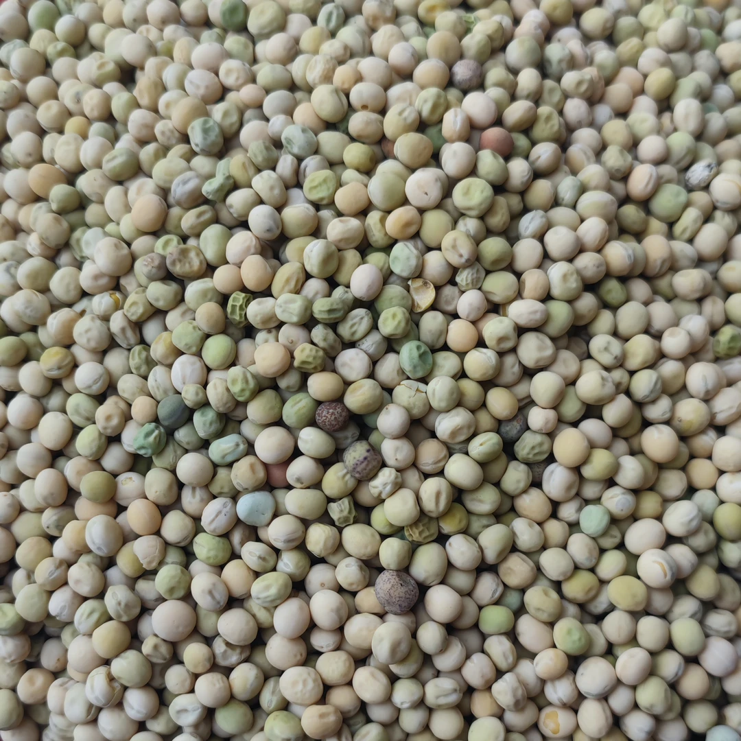 【豌豆粒】农村慢养绿色健康0添加0激素干豌豆