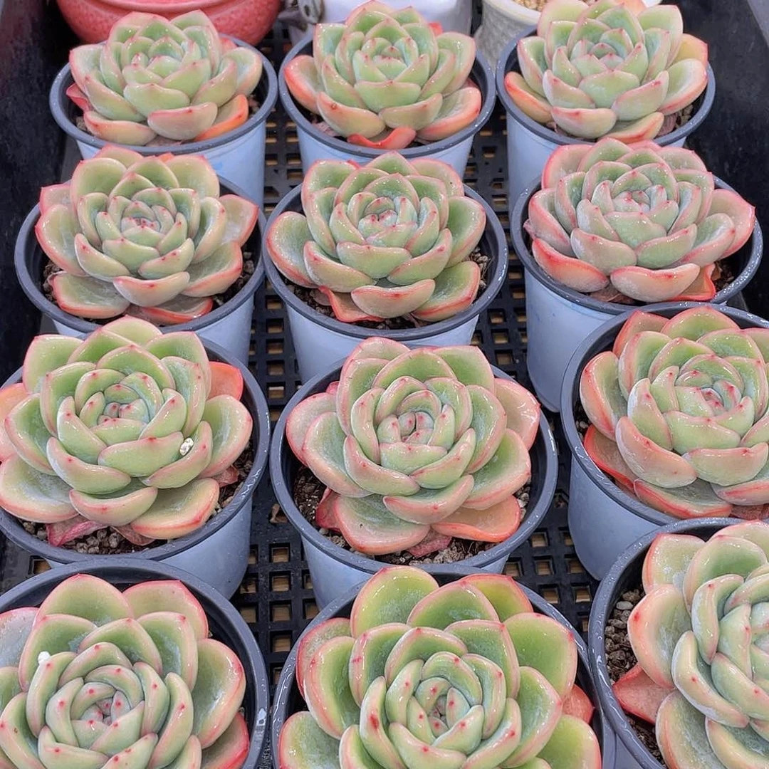 量拍79号 草莓泡芙大单头一个