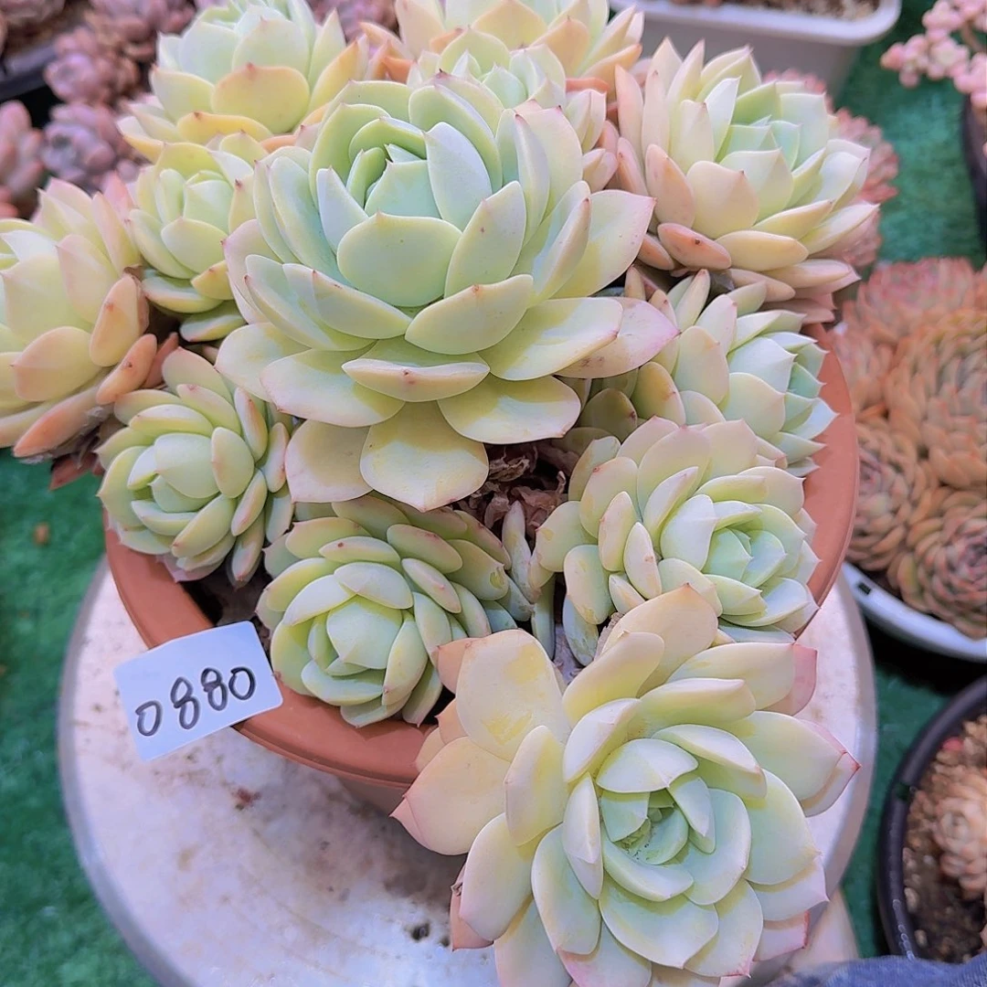 清**院0880恋曲多肉植物