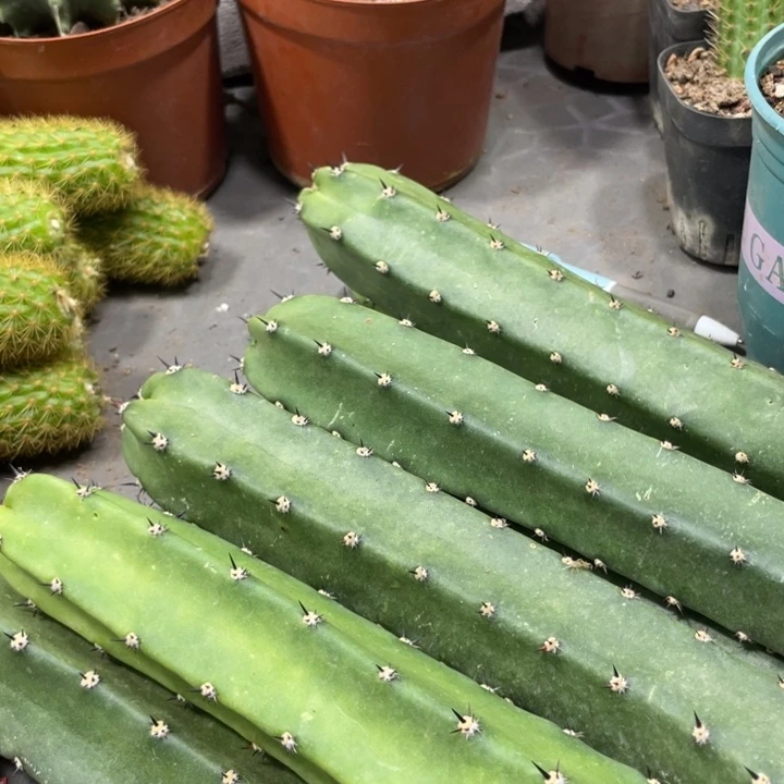 红花袖铺超大一代侧芽5.88