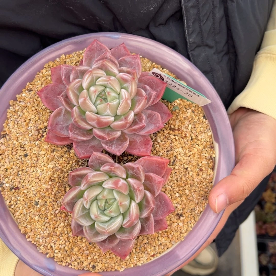 从前慢花园多肉编号1224-28