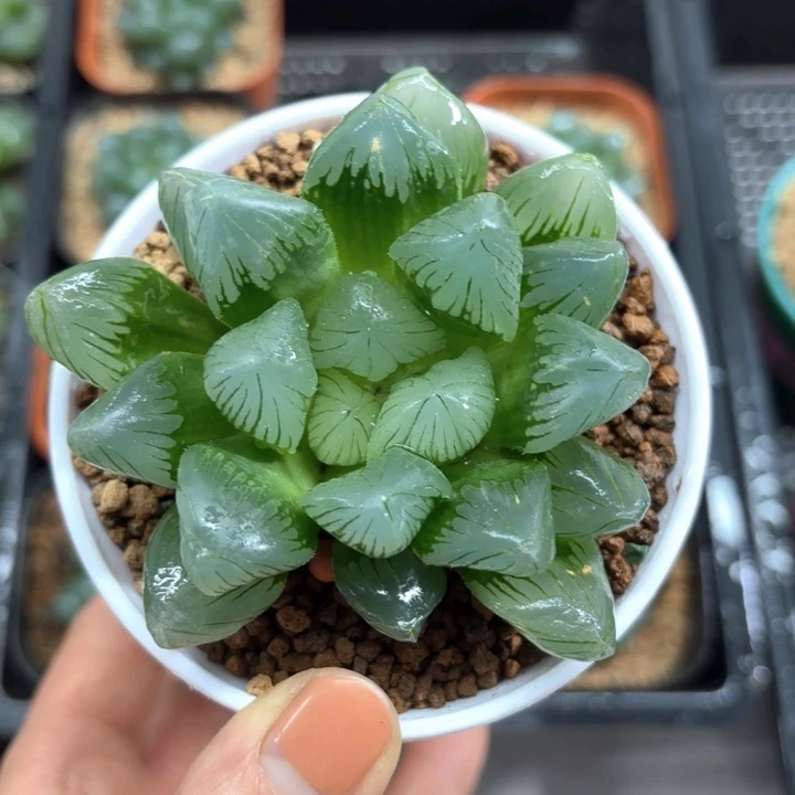 白盘翡翠玉露多肉植物