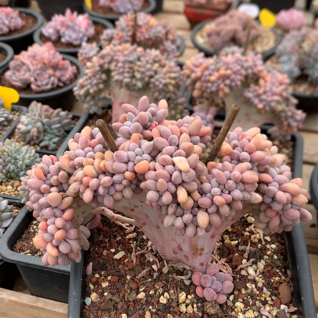 18厘米小树汤圆缀 5861