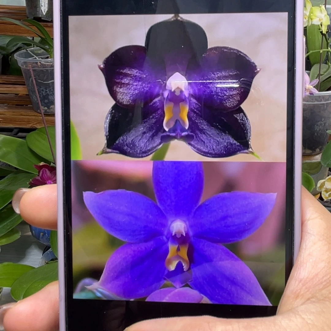 当前无花栽培后可以开花弥陀蓝鲸交彩虹