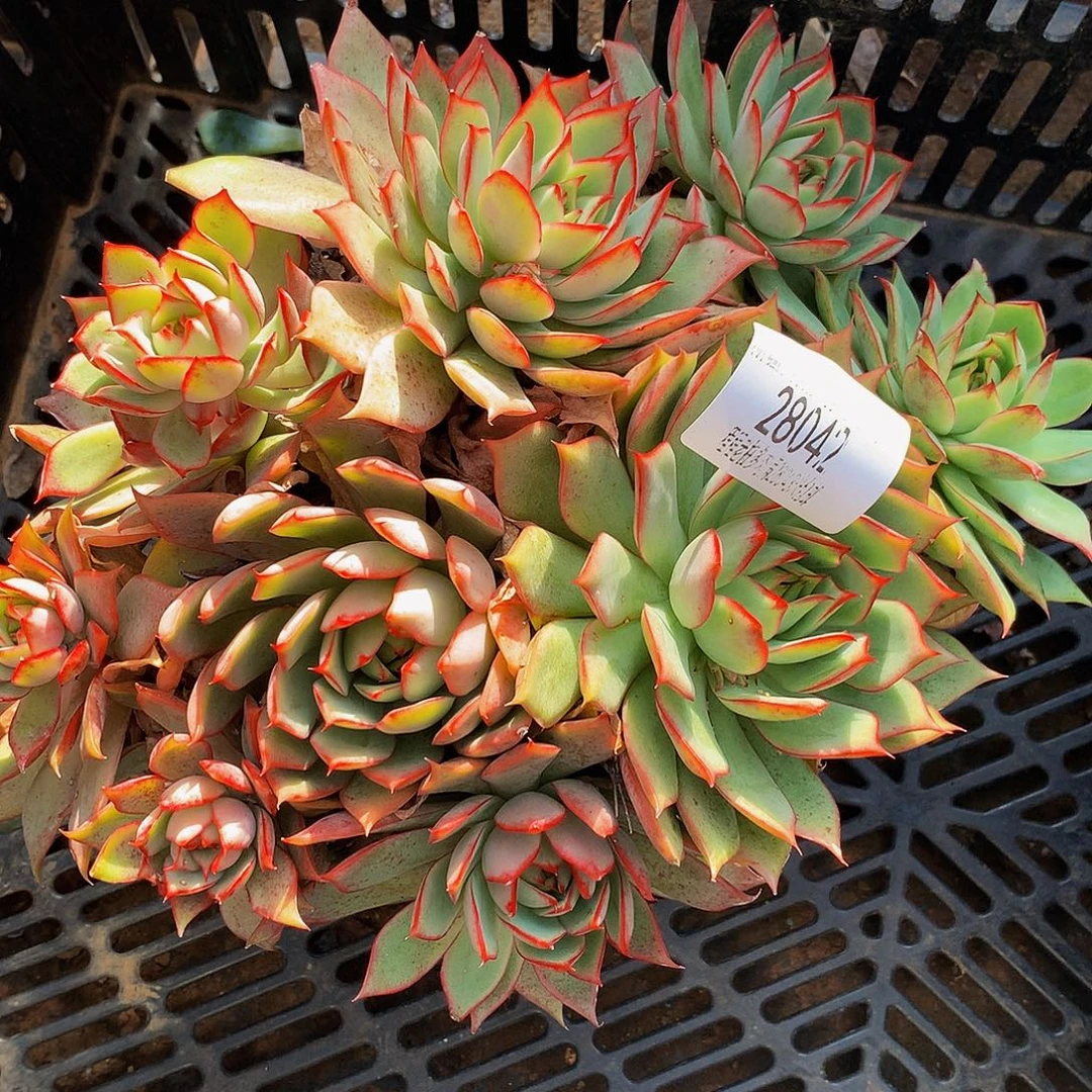 @***缘宝莲灯28042多肉多肉率