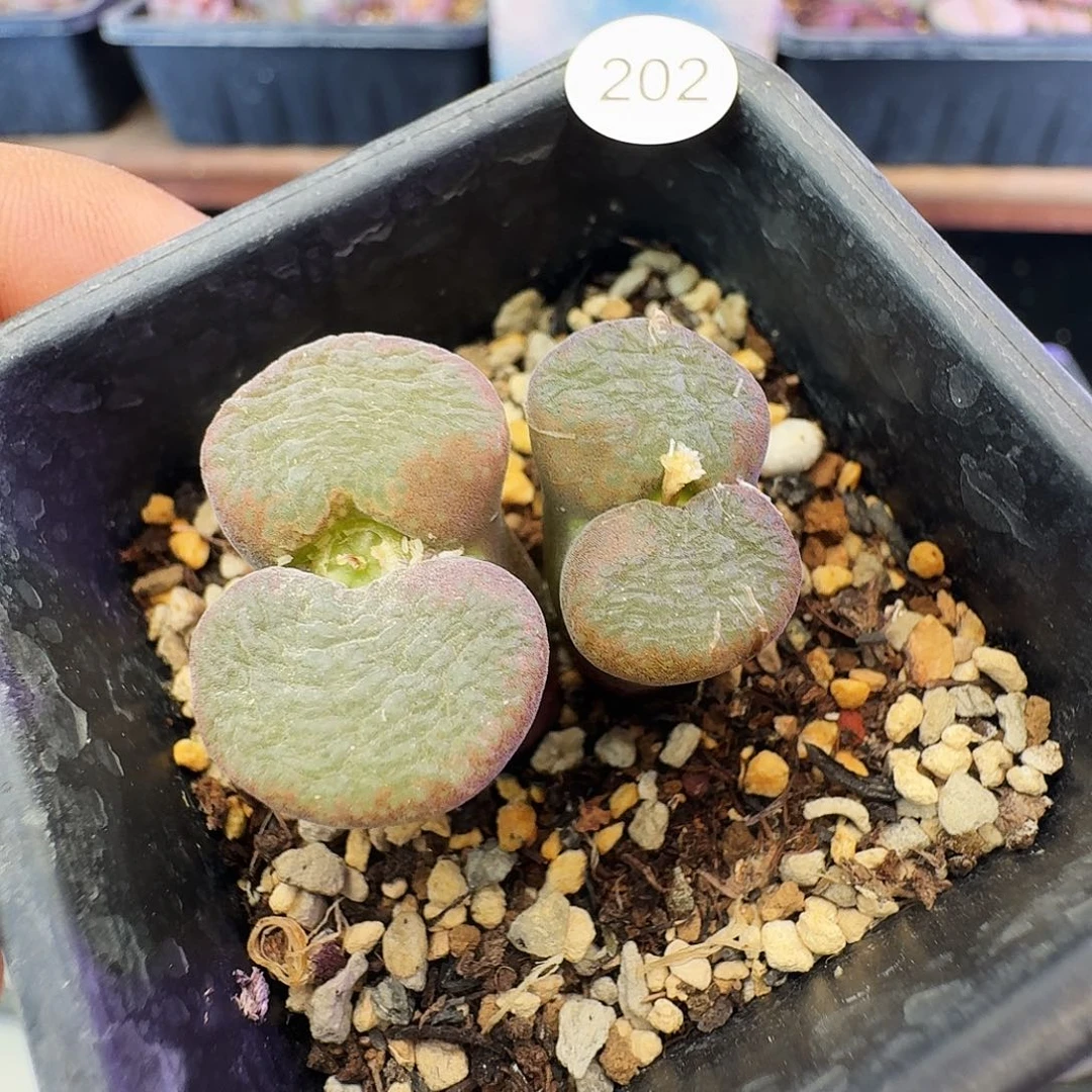 S***J多肉植物福利特特202