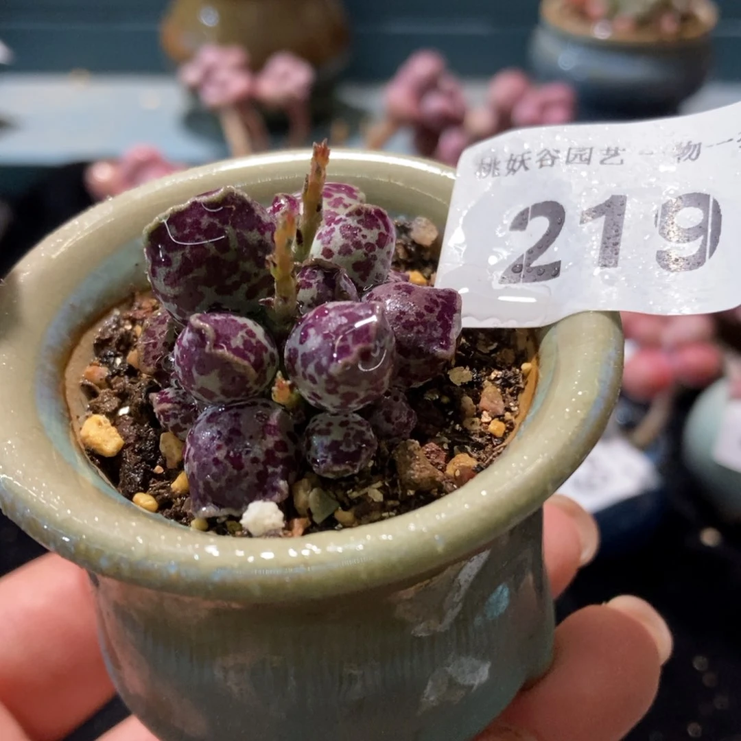 219丸叶海豹带盆土