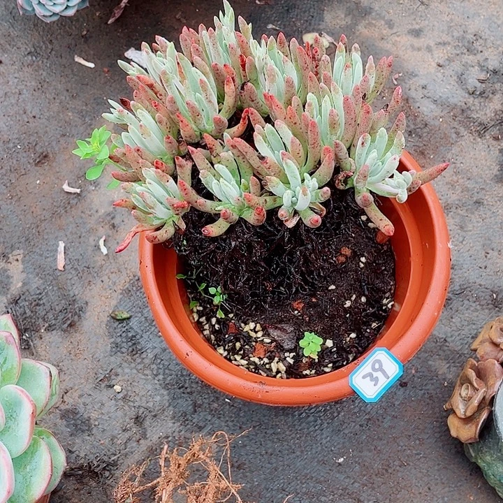 39爱度 一物一拍多肉