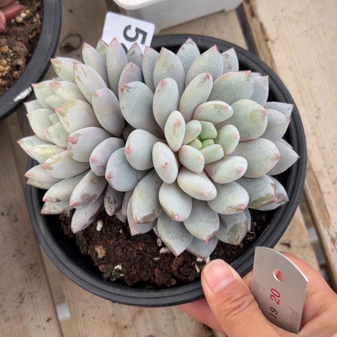 524 满38包邮一物一拍