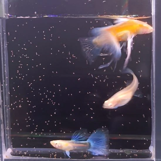 孔雀鱼品系孔雀鱼，自家繁育，一组一拍