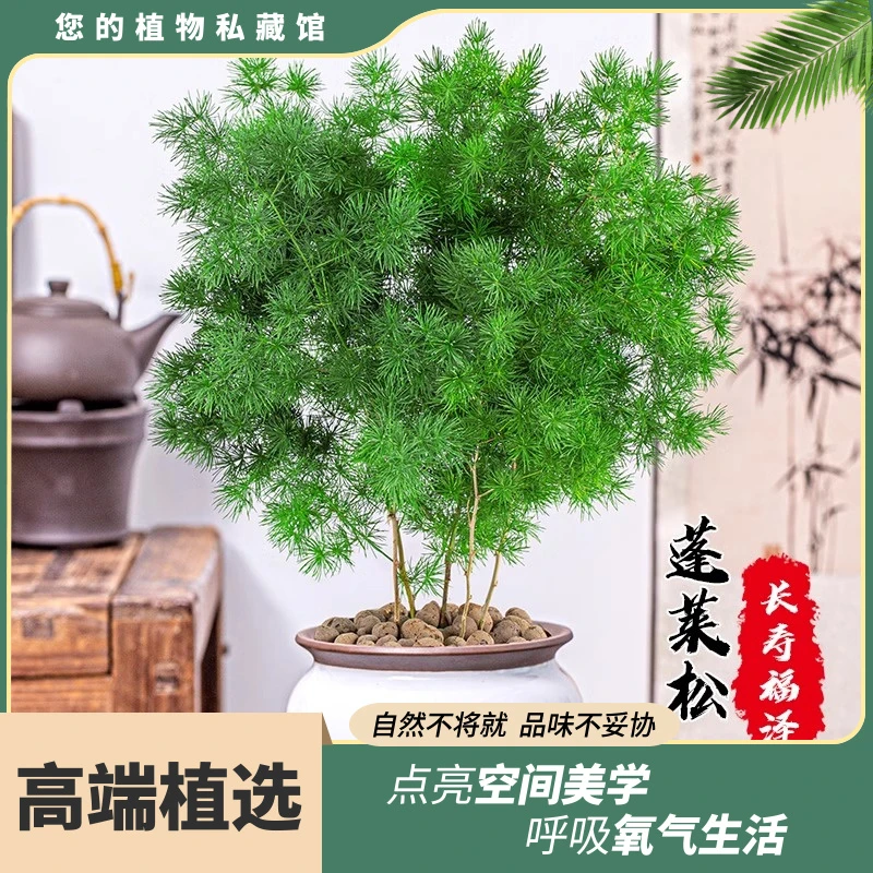 蓬莱松盆栽生肖猴植物室内小盆景四季常青好养净化空气花卉