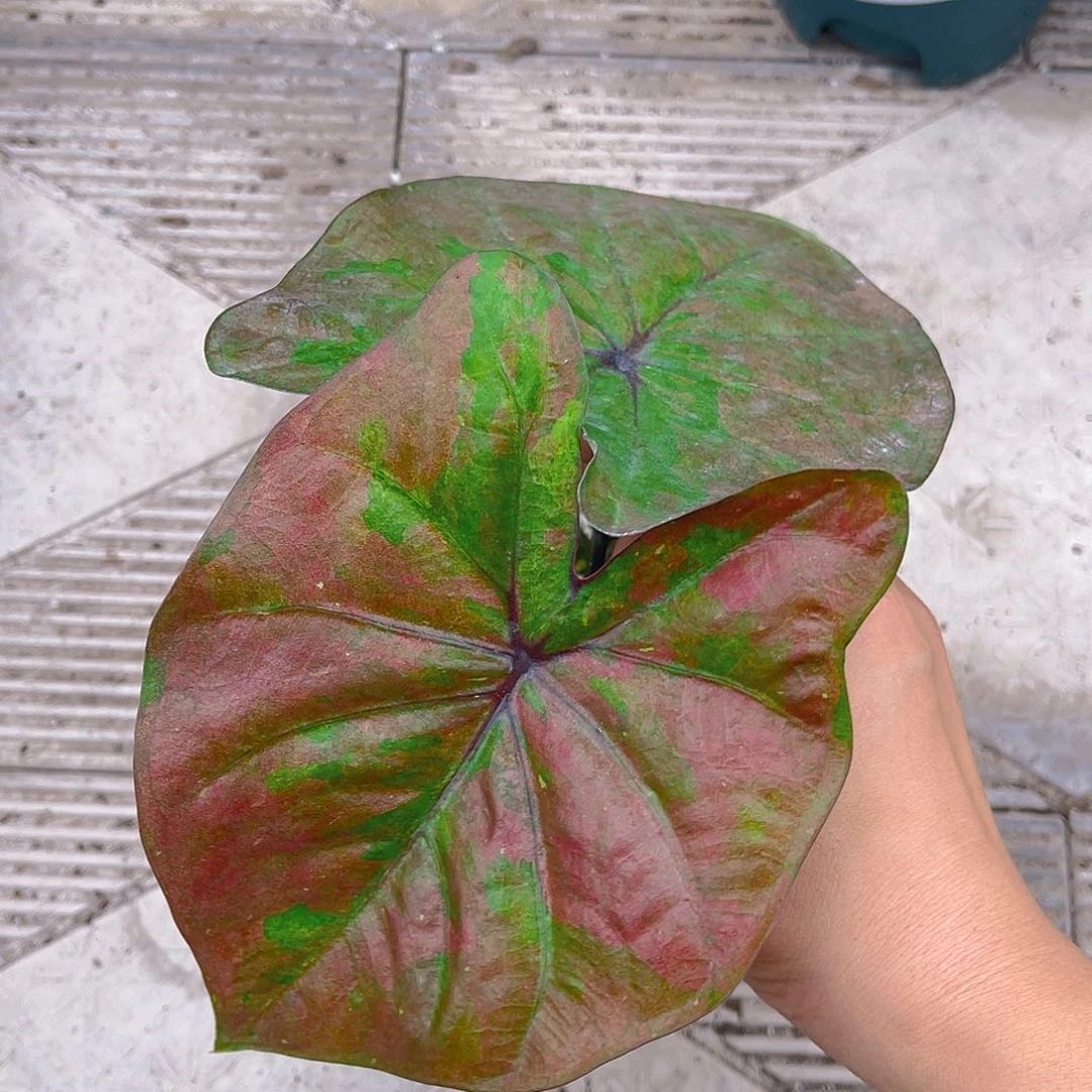 完全开放泰彩一物一拍26.8