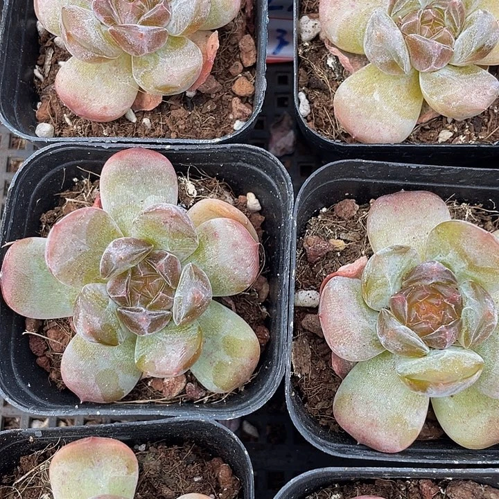 红恋3.8带盆土发货