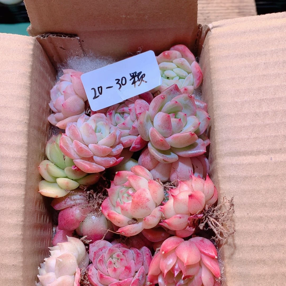 28量拍脱土发20-30颗