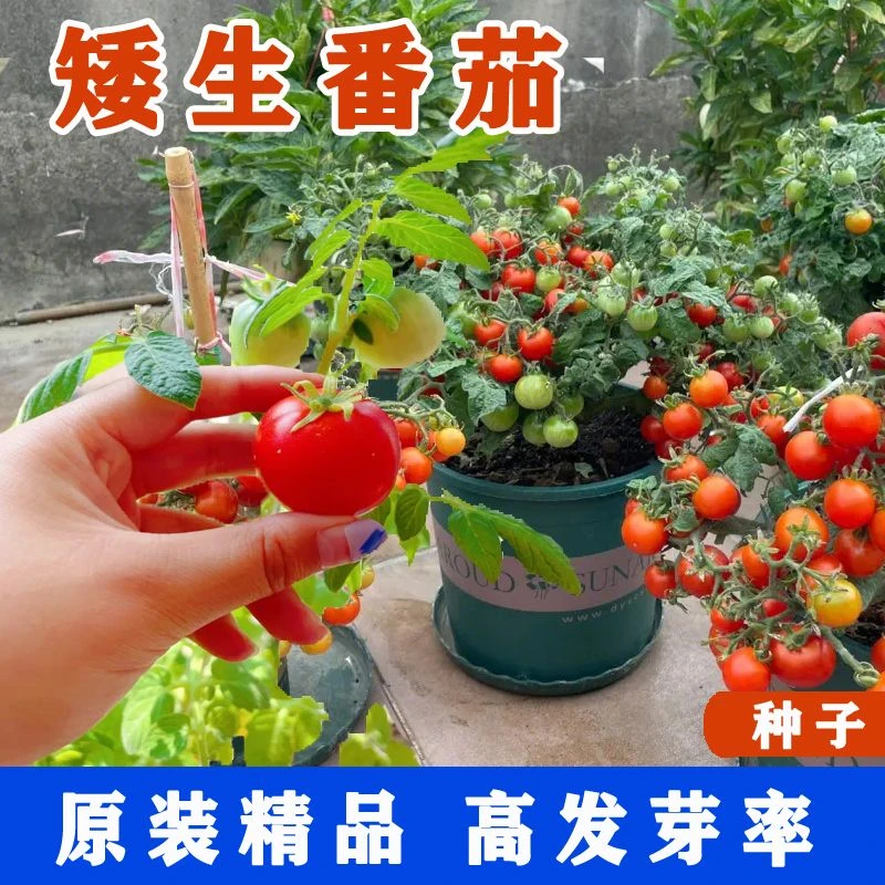 矮生盆栽番茄种子草莓蔬菜种孑苗樱桃小西红柿圣女果四季阳台籽