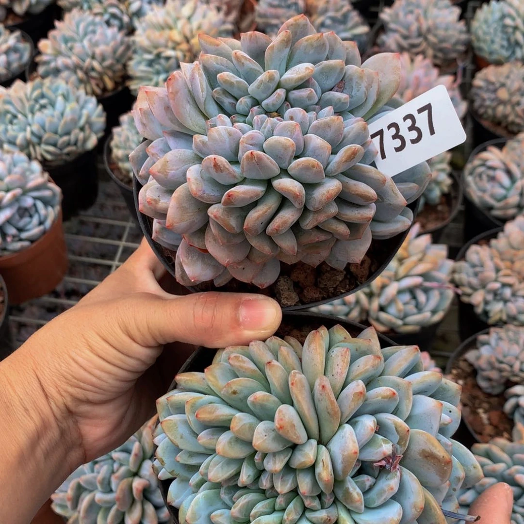 环***）7337两个嗯嗯嗯嗯嗯好喜欢