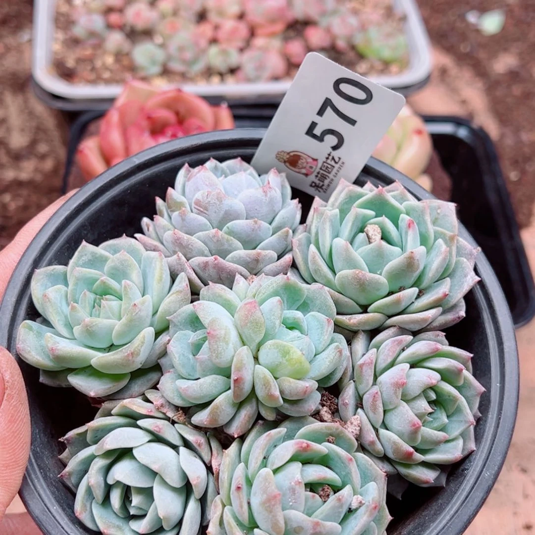 多肉植物多肉植物