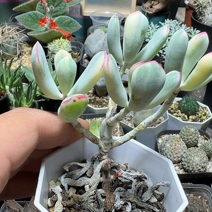 204棒叶福娘锦脱土发货