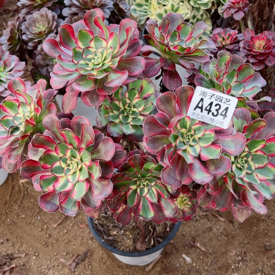 434冰淇淋尺寸25左右