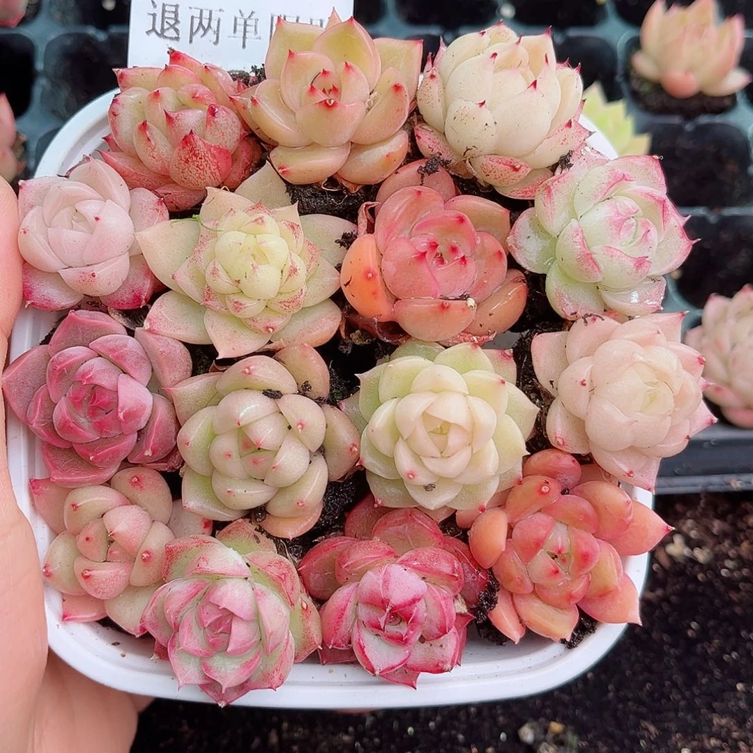 1-238 新疆西藏内蒙不发12.8包邮2-3公分多肉