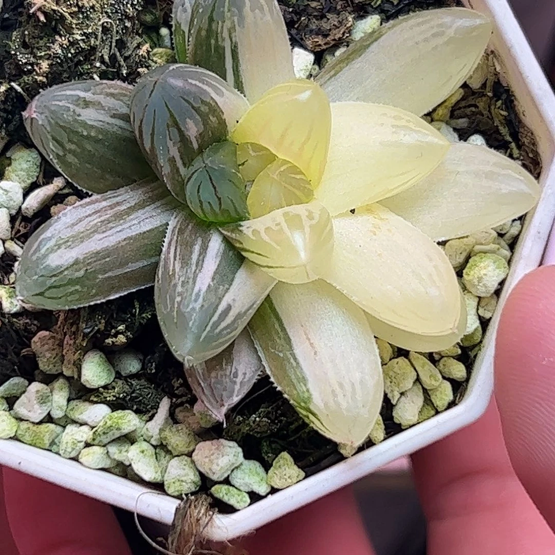 霓虹灯锦十二卷多肉植物园