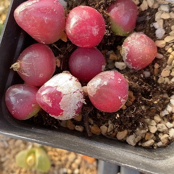 2784红灯泡一组。