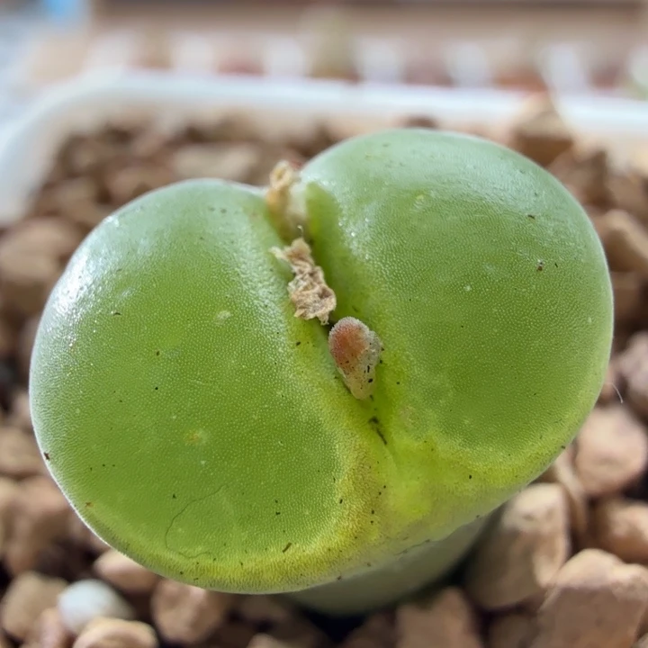 3833风铃玉肉锥植物