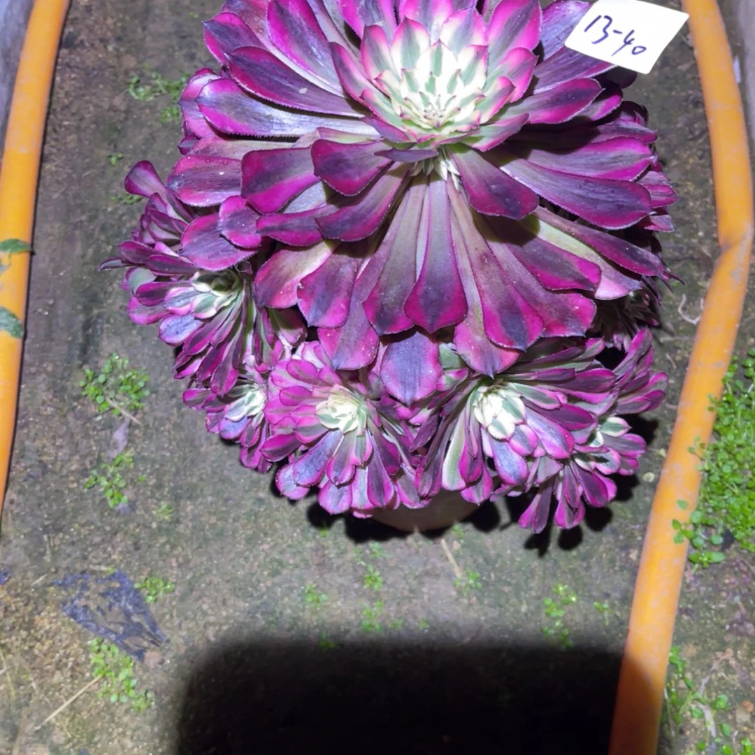 12-13-40红红铜葫锦