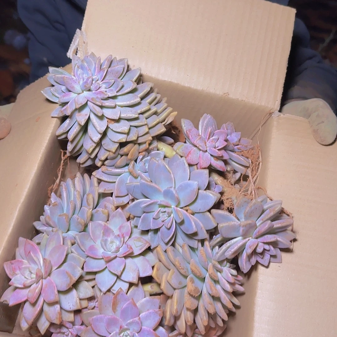 箱拍淡雪多肉轻微断肢不售后看好在拍
