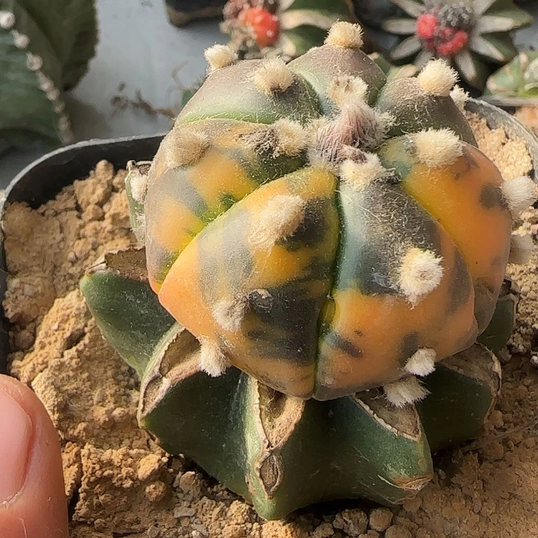 兜锦470仙人球开花