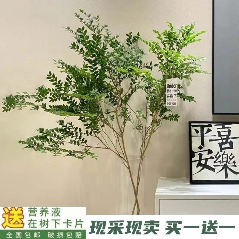 美男树网红水培绿植鲜切水养马醉木吊钟平替室内软装客厅装饰绿植
