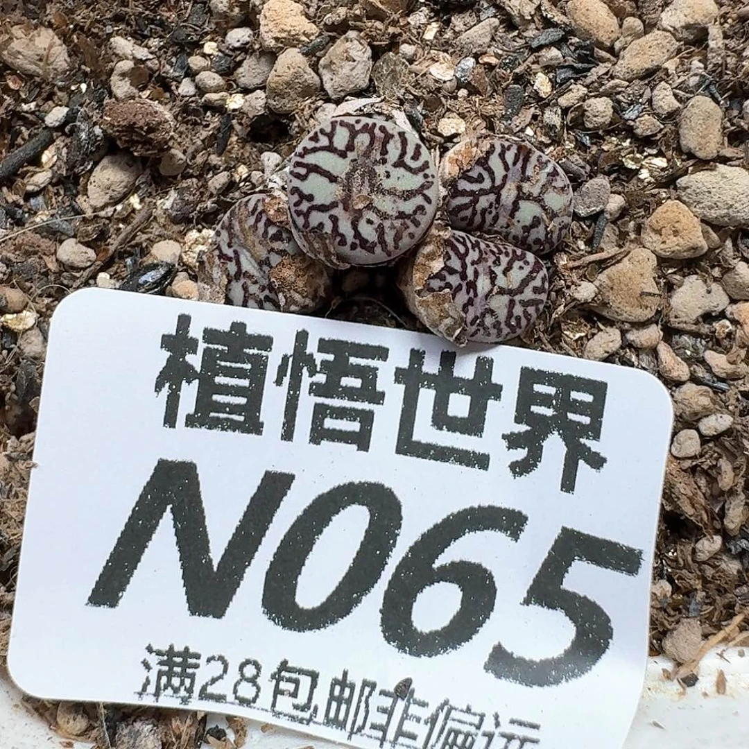 多肉植物的润泽dv