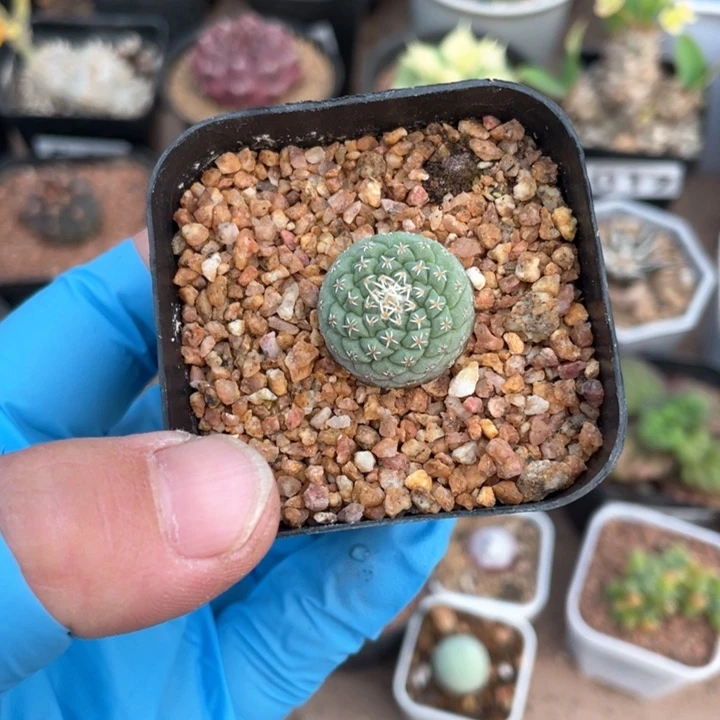 081实生菊水仙人球