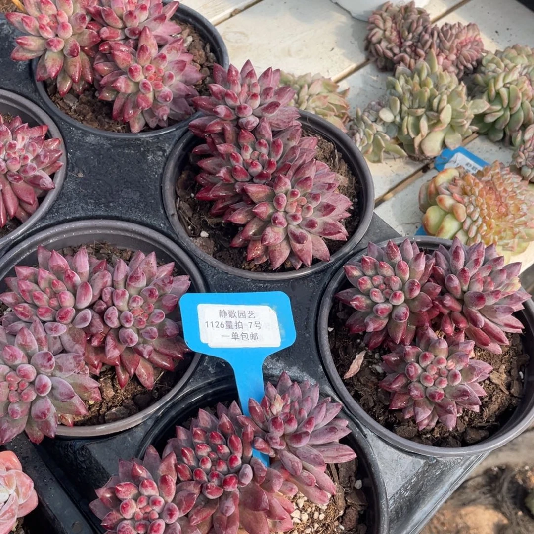 1126-7-车厘子如烟美人裙一颗量拍