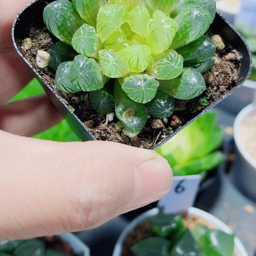 琥珀雨露新手福利