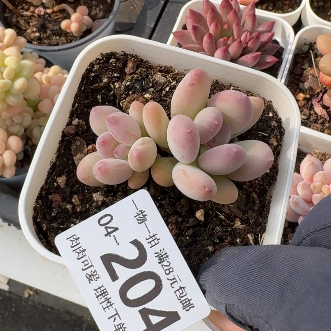 苹果奶无盆土发货无