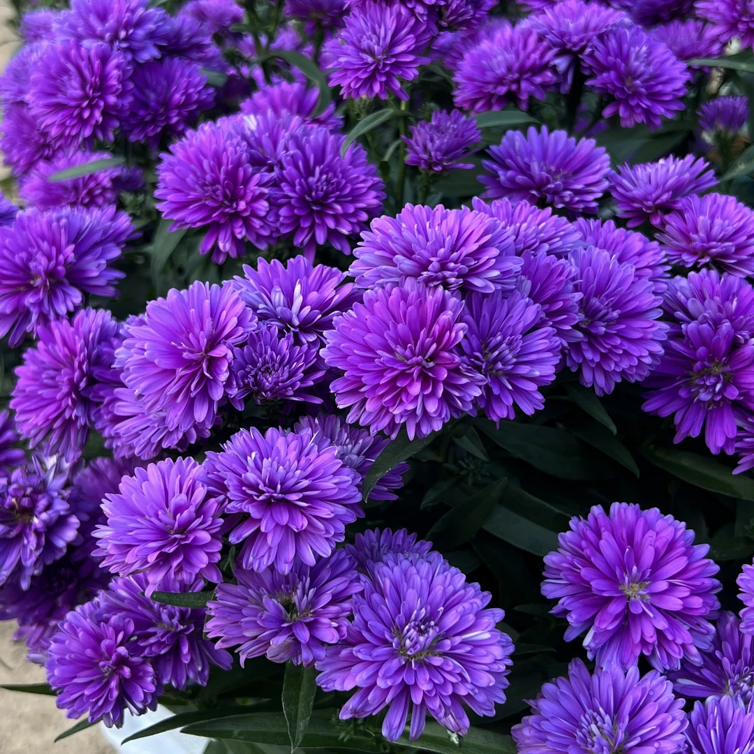 紫菀翠菊丛生盆栽花卉庭院阳台爆花强新手易养护