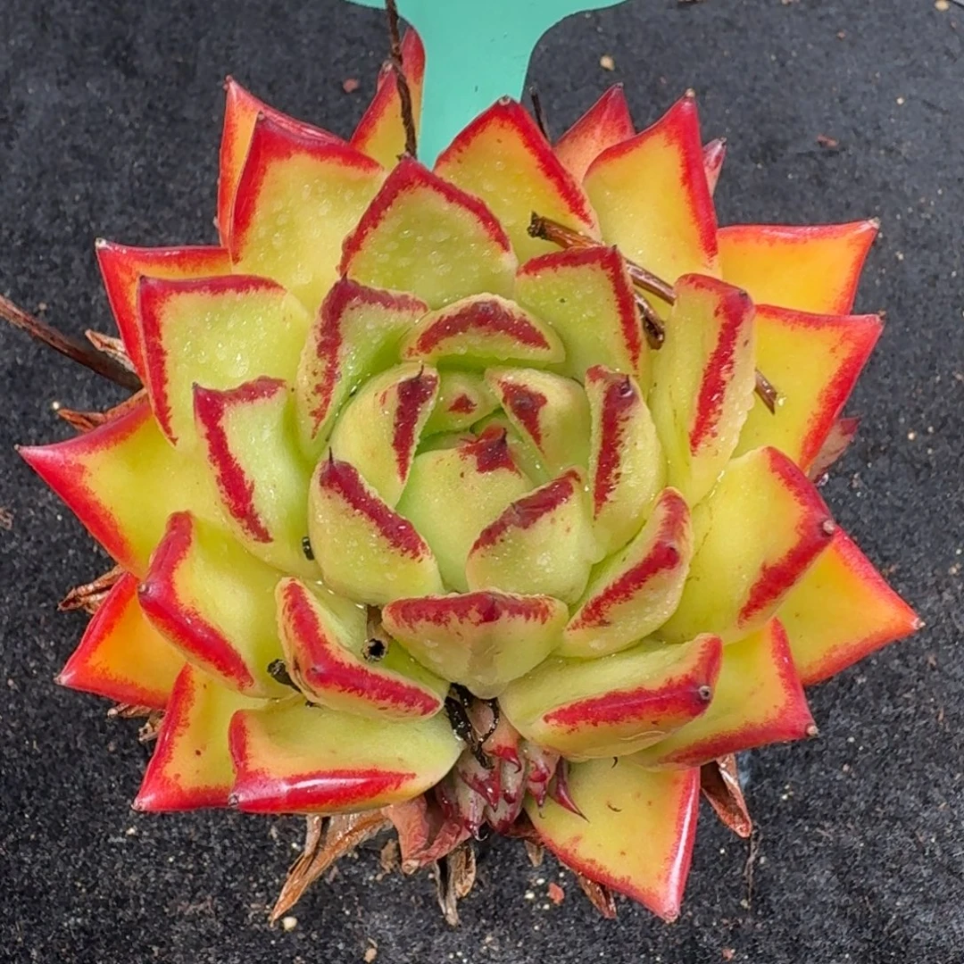 从前慢多肉精选编号1122.407