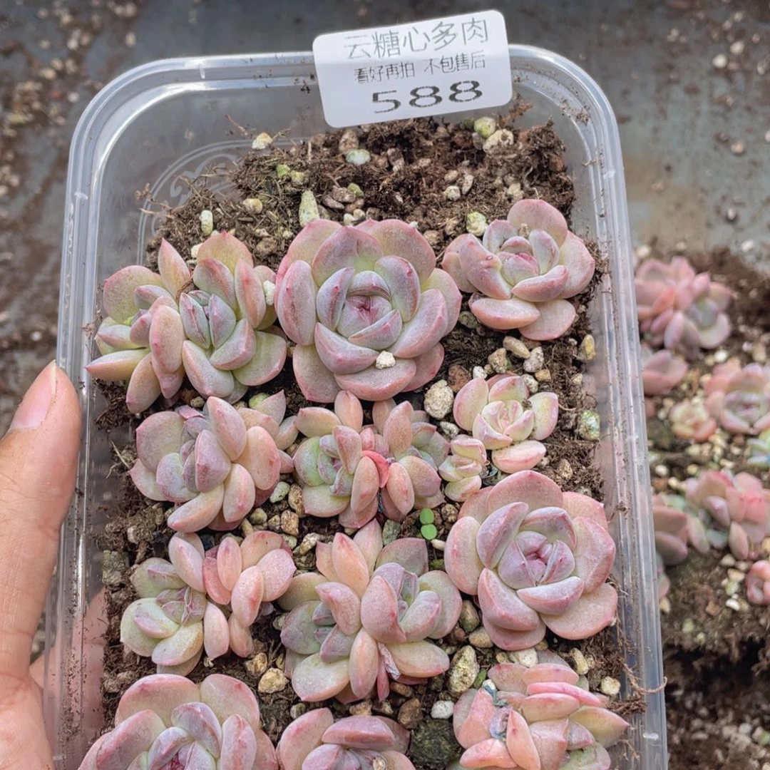 云糖心多肉植物588