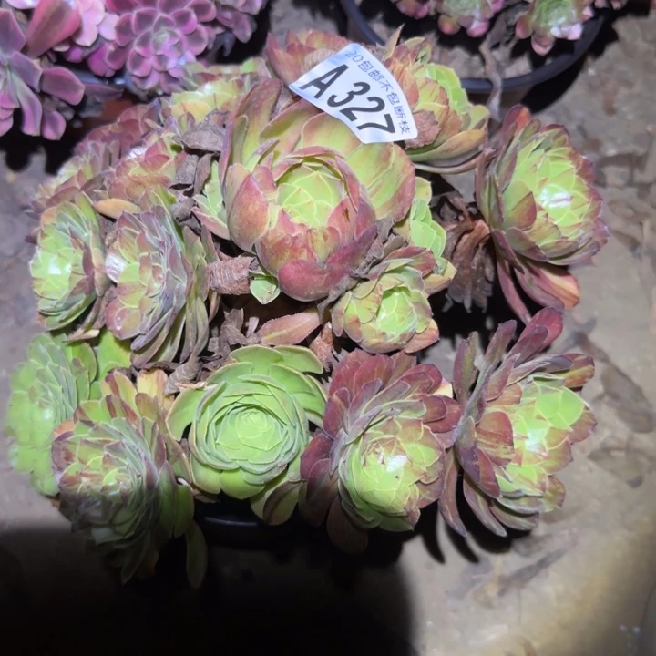 花月夜，不包断枝……多肉植物