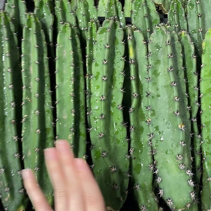 黑刺袖铺实生一代侧芽