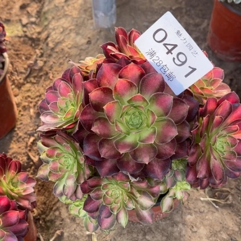 韶华多肉多肉0491