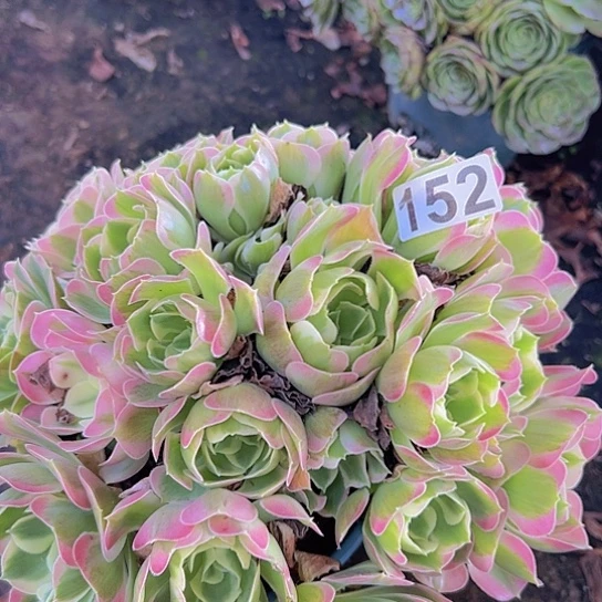 鑫***善多肉植物一个粉玲珑