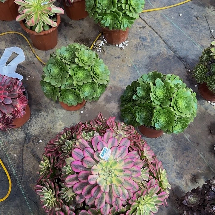 七***忆995维纳斯多肉法师