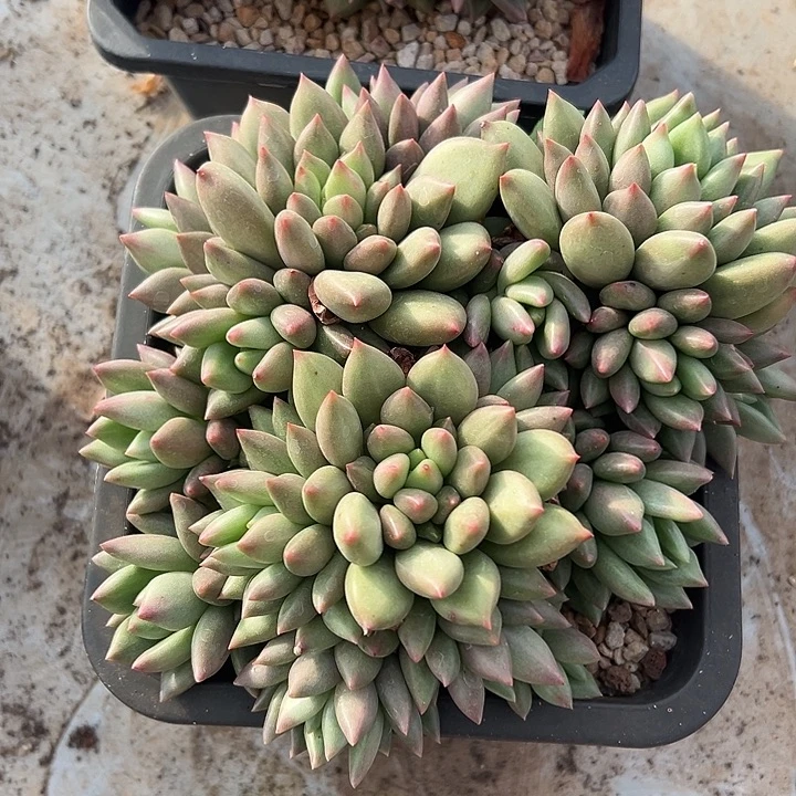 超大米其林群生多肉