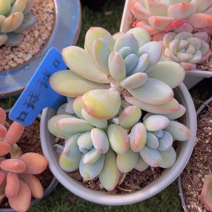 健健康康平平安安